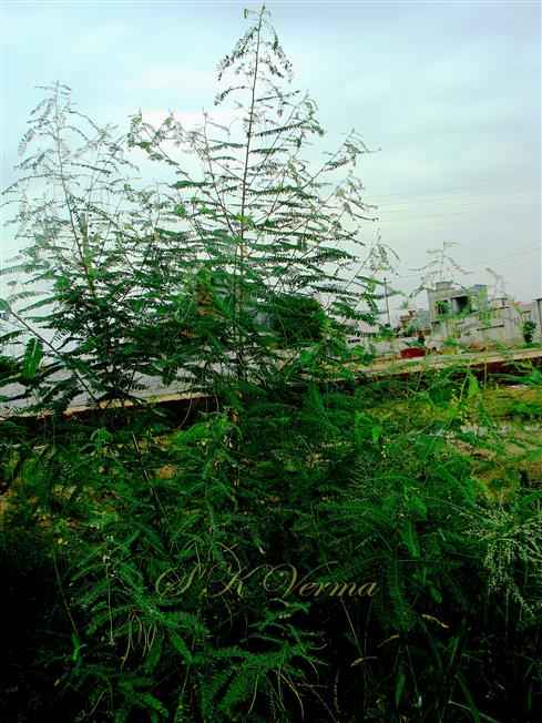  Plants